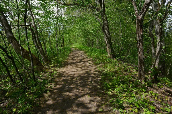 Skogsstig Vacker Vårdag — Stockfoto