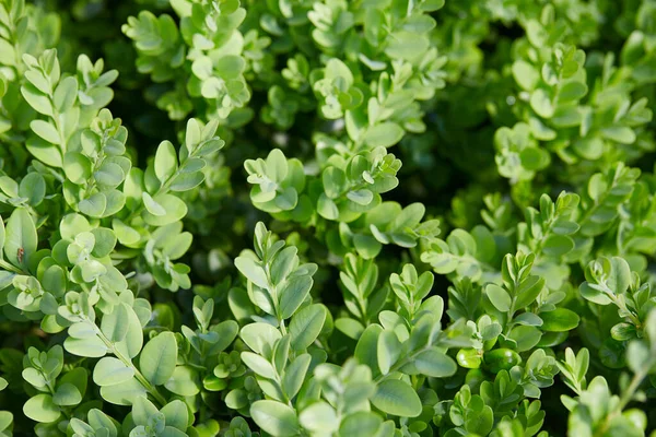 Fresh Green Buxus Bush Nature Background — Stock Photo, Image