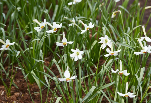 Flores Narcisas Florecientes Jardín — Foto de Stock