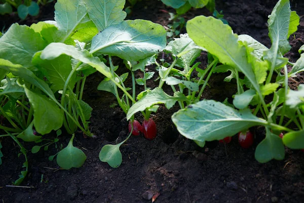 Young Radishes Growing Early Spring — Stock Photo, Image