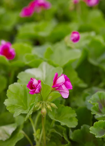 Flores Pelargonia Crescendo Mercado Flores — Fotografia de Stock