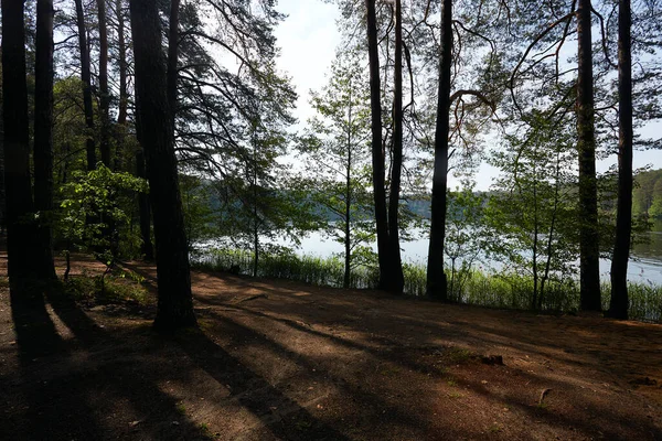 Bosque Verano Día Soleado —  Fotos de Stock