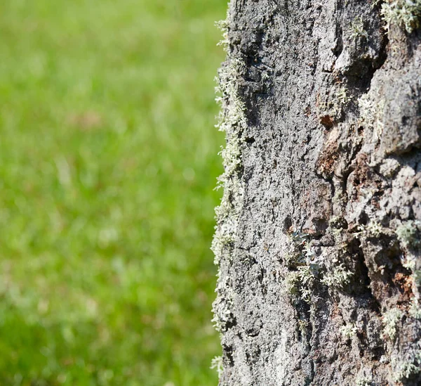 Eski Huş Ağacı Kabuğu Yakın — Stok fotoğraf