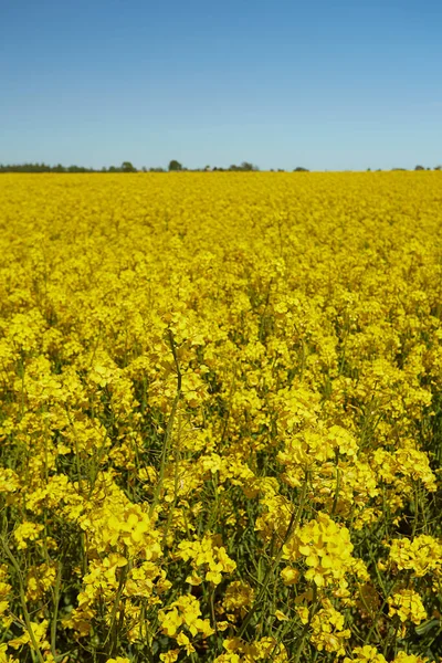 Rapseed Fields Bright Summer Day — Stock Photo, Image