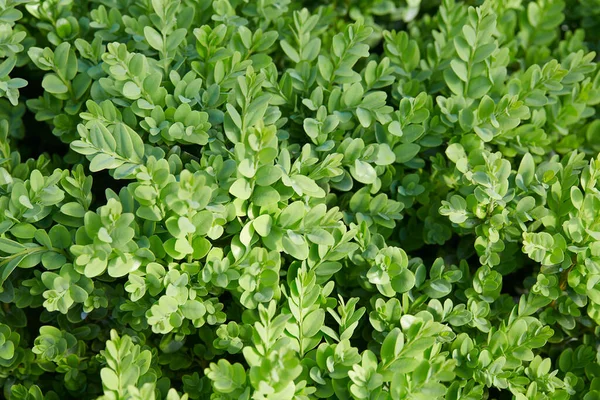 Buxus Arbusto Verde Fresco Fundo Natureza — Fotografia de Stock