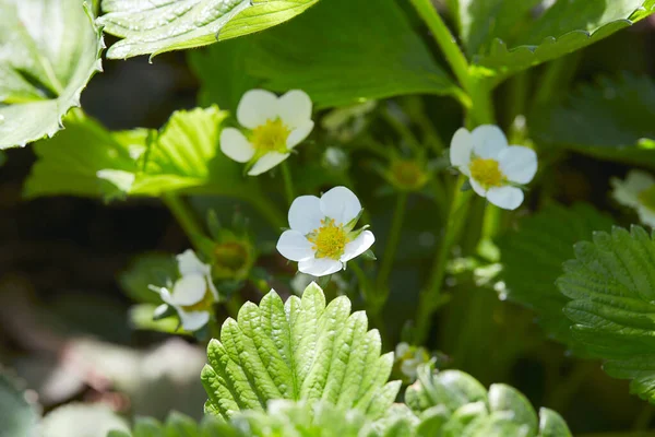 Fraisiers Fleurs Concept Agricole — Photo