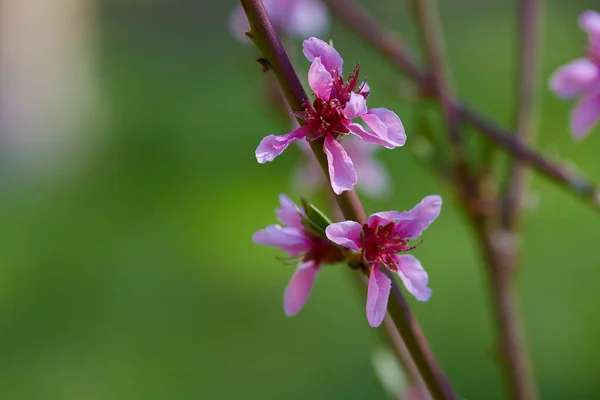 Persika Blommar Solig Vårdag — Stockfoto