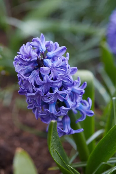 Groeiende Blauwe Hyacinten Tuin — Stockfoto
