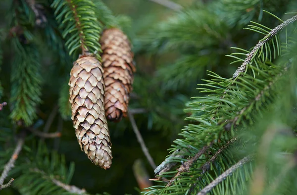 Handing Cones Spruce Tree — Stock Photo, Image