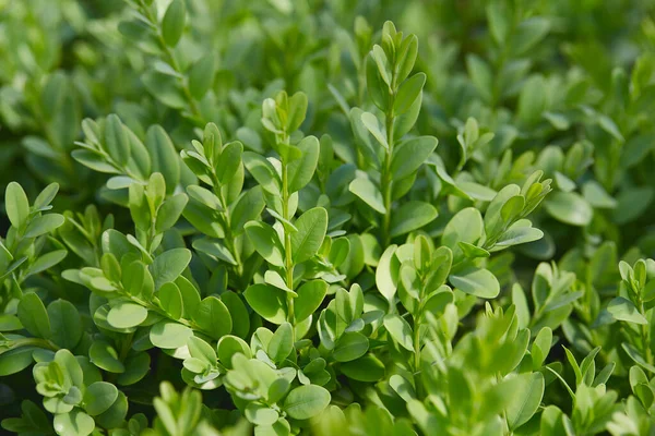 Buxus Arbusto Verde Fresco Fundo Natureza — Fotografia de Stock