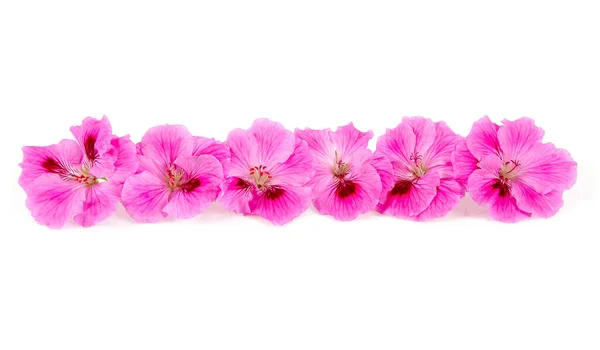 Růžové Pelargonium Izolované Bílém Pozadí — Stock fotografie