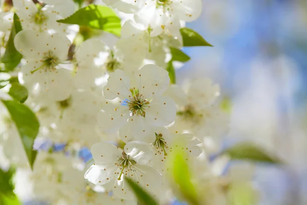 Cherry Blossoms Sunny Bright Day — Stock Photo, Image