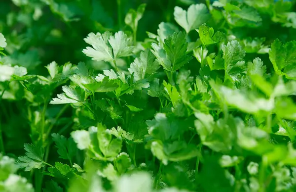 芹菜近缘生长 食物背景 — 图库照片