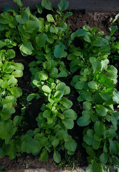 Young Radishes Growing Early Spring — Stock Photo, Image