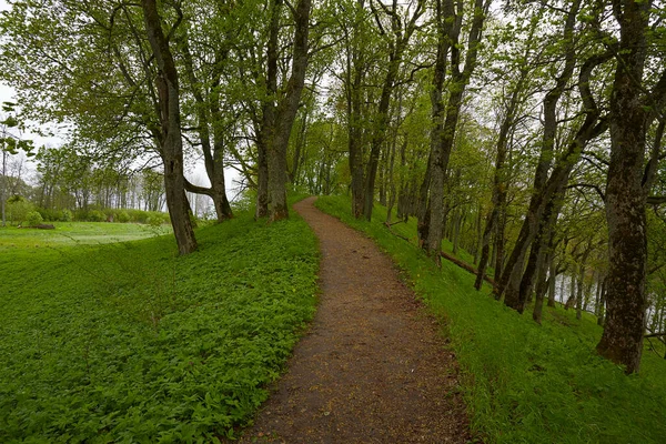 Skogsstig Vacker Vårdag — Stockfoto