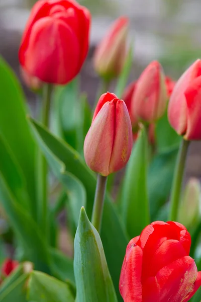 Growing Beautiful Red Tulips Garden — Stock Photo, Image