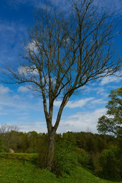 Tree Meadow — Stock Photo, Image