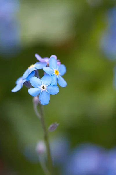 Forget Fleur Dans Forêt Printanière — Photo