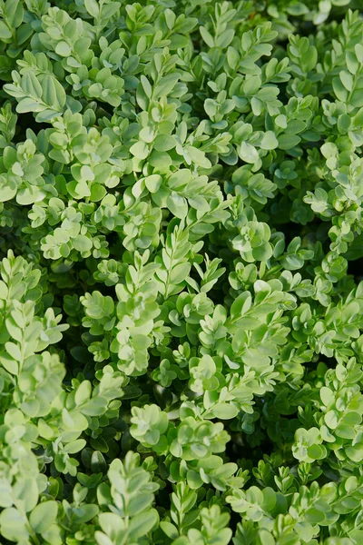 Buxus Arbusto Verde Fresco Fundo Natureza — Fotografia de Stock