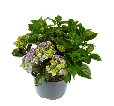 mor ortanca beyaz arka planda izole edilmiş