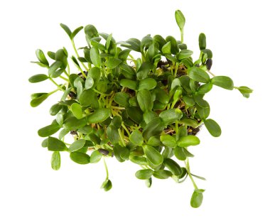 Beyaz arka planda izole edilmiş ayçiçeği filizleri