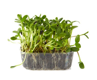 Beyaz arka planda izole edilmiş ayçiçeği filizleri