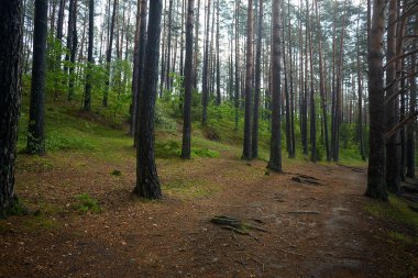 Yaz ormanı güneşli bir günde