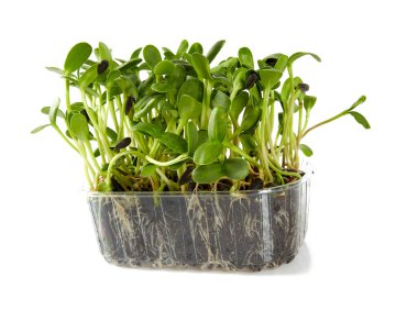 Beyaz arka planda izole edilmiş ayçiçeği filizleri