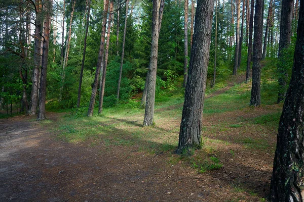 Summer Forest Sunny Day — Stock Photo, Image