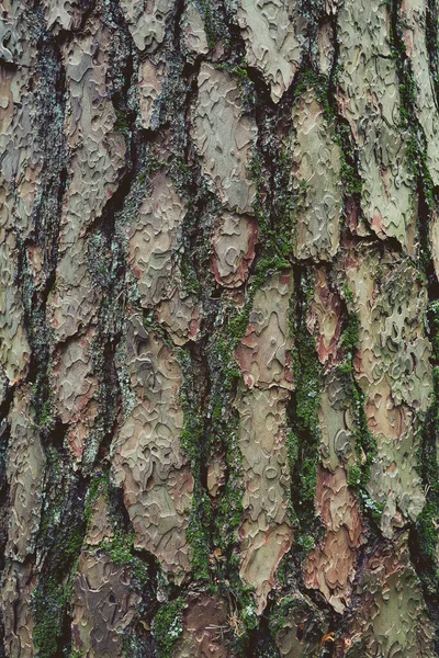 Gammal Bark Nära Håll — Stockfoto