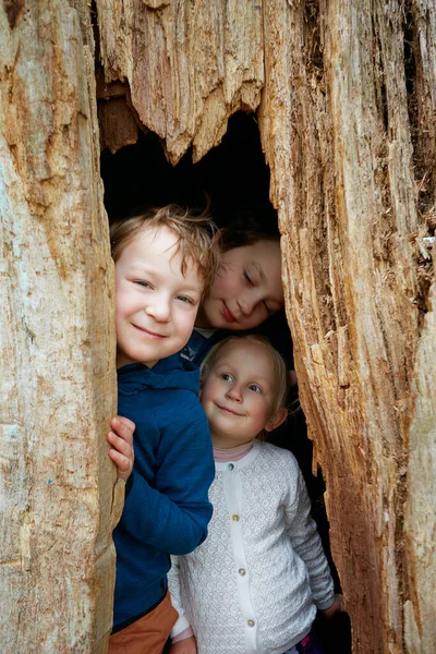 Симпатичные Дети Старой Дупле Дерева — стоковое фото