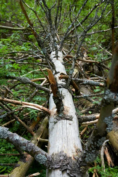 Fallna Träd Vårskogen — Stockfoto