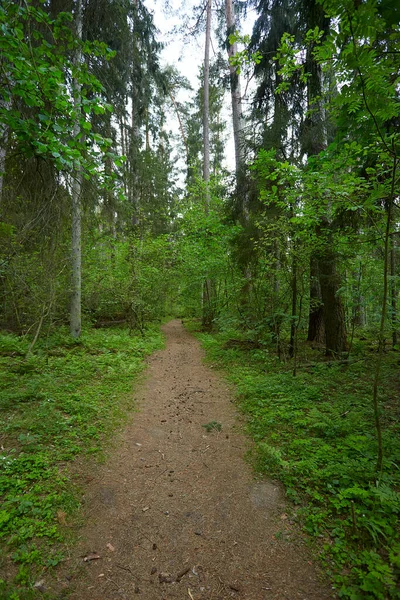 Ensam Stig Mitt Grön Skog — Stockfoto