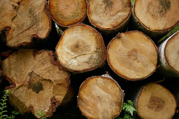 Brandhout Klaar Worden Geleverd — Stockfoto