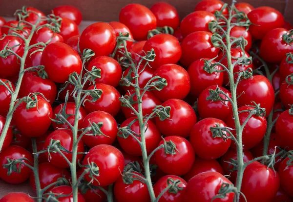 Ramitas Tomate Cherry Una Caja Papel — Foto de Stock