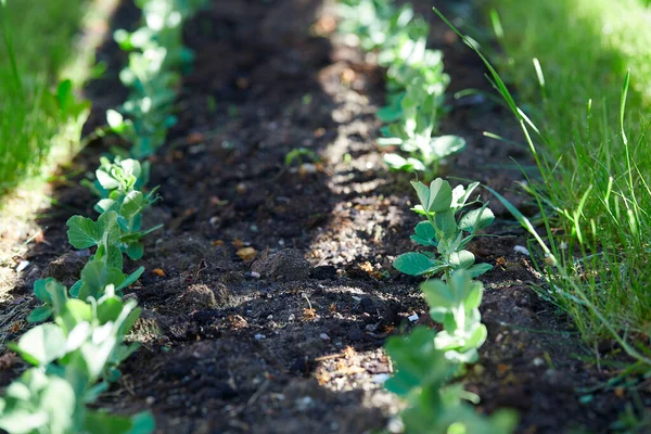 Pea Sprouts Growing Soil — Stock Photo, Image