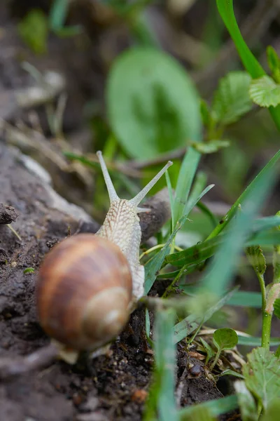 Close Imagem Caracol Rastejar Através Grama Ramos — Fotografia de Stock