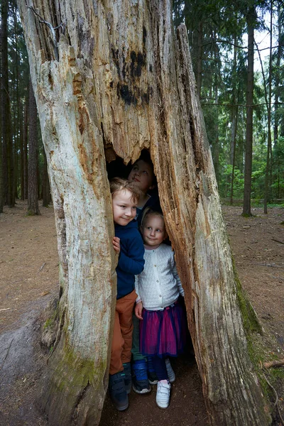 Lindo Niños Viejo Árbol Hueco —  Fotos de Stock