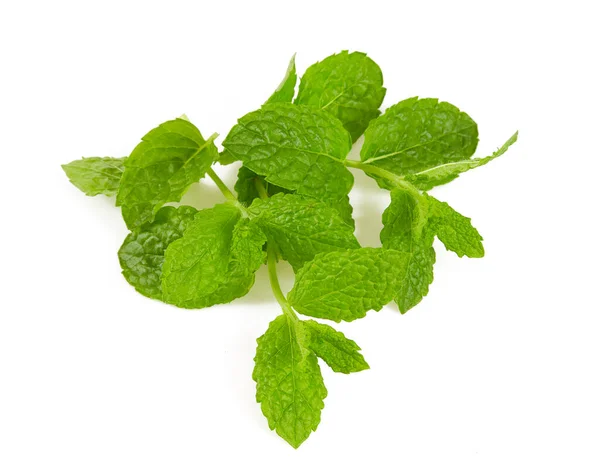 Menta Fresca Aislada Sobre Fondo Blanco — Foto de Stock