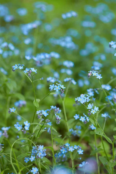Κοντινό Πλάνο Του Μικροσκοπικού Μπλε Τομέα Λουλουδιών — Φωτογραφία Αρχείου