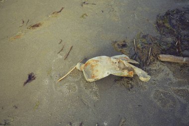 Denizden çıkmış eski bir plastik şişe.