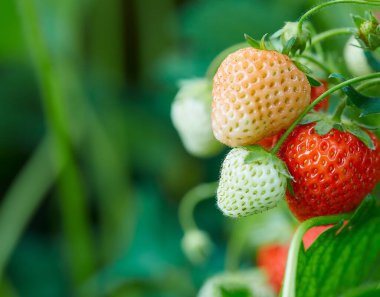 Bahçede çilek yetiştiriyorum.