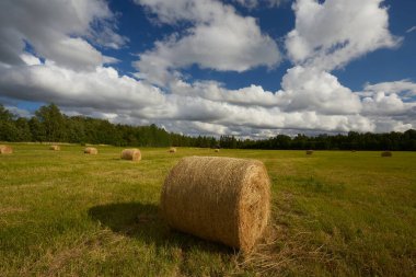 Resimli bir günde saman yığınları