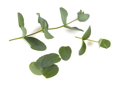 Beyaz arkaplanda izole edilmiş okaliptüs dalı