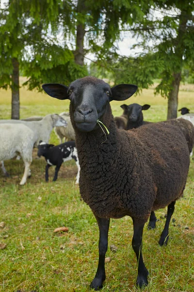 Sheep Pasture Resting Shadow — Stock Photo, Image