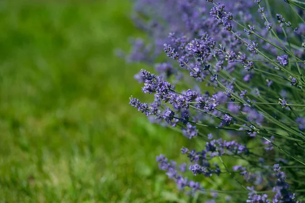 Groeiende Lavendelbloemen Een Zonnige Zomerdag — Stockfoto