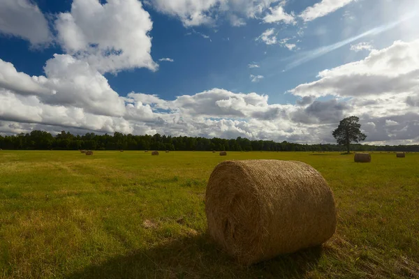Resimli bir günde saman yığınları