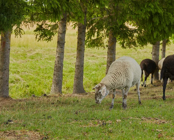 Sheep Pasture Resting Shadow — Stock Photo, Image