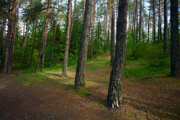 Sommarskog Solig Dag — Stockfoto