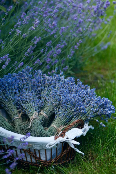 Lavendel Boeketten Zijn Klaar Worden Gedroogd — Stockfoto